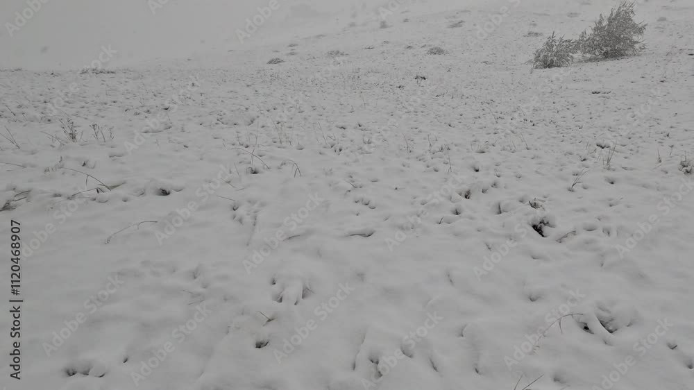 Beautiful walking and making tracks in snow Beautiful walking and making tracks in snow