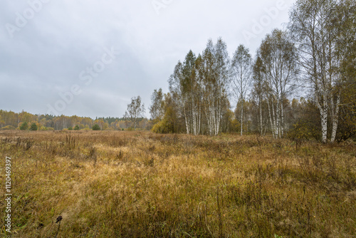 A field of trees with a cloudy sky in the background