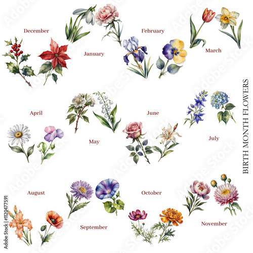 birth month flower, flower set, flower of the month of the year, Poinsettia, Violet, Holly, Carnation, Iris, Tulip,  Snowdrop, Daffodil, Daisy, Honeysuckle, Hydrangea, Larkspur, Poppy, Gladiolus