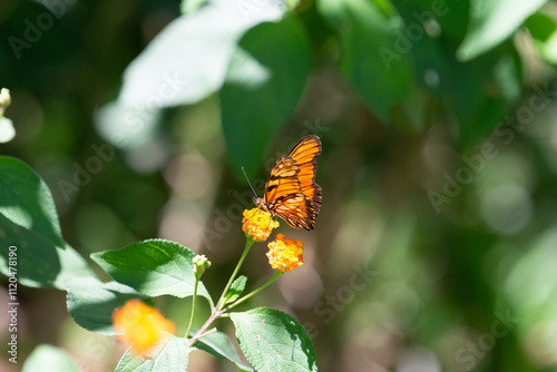 close-up of a Julia butterfly sitting on a yellow flower photo