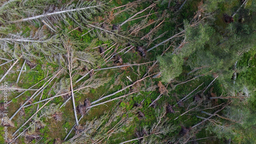 Aerial view of uprooted trees in forest caused by storm Aerial view of uprooted trees in forest caused by storm