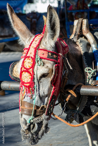 Donkey taxi. The donkey rides began in the 1960s. A major attraction for visitors in Mijas, Spain photo