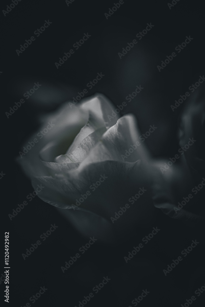 White rose in the dark