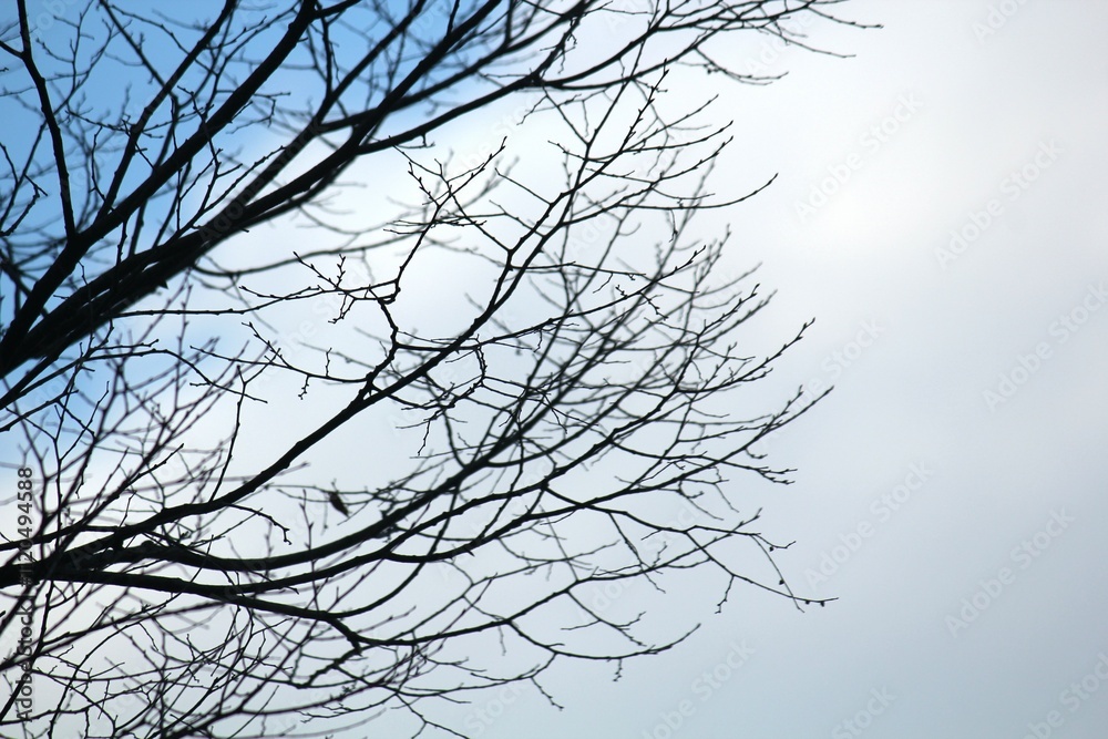 Image of a tree with fallen leaves in an apartment building near the Daecheongcheon Stream walking trail
