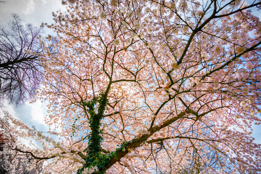 Full bloom cherry blossoms fill the sky, viewed from below. Springtime beauty. Full bloom cherry blossoms fill the sky, viewed from below. Springtime beauty.
