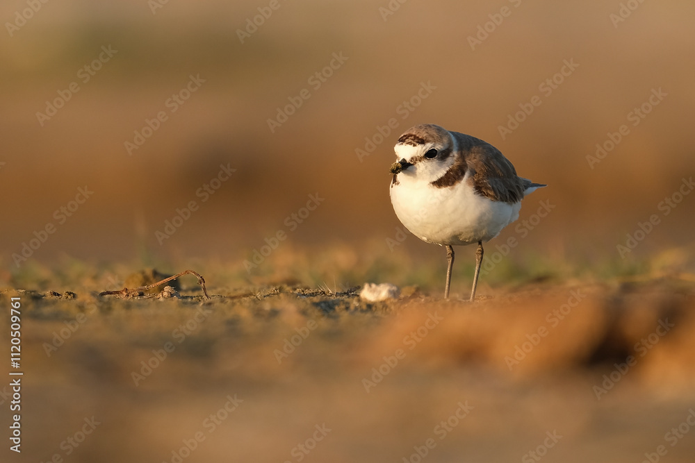 Kentish plover, Charadrius alexandrinus walking and foraging on the beach sand Kentish plover, Charadrius alexandrinus walking and foraging on the beach sand