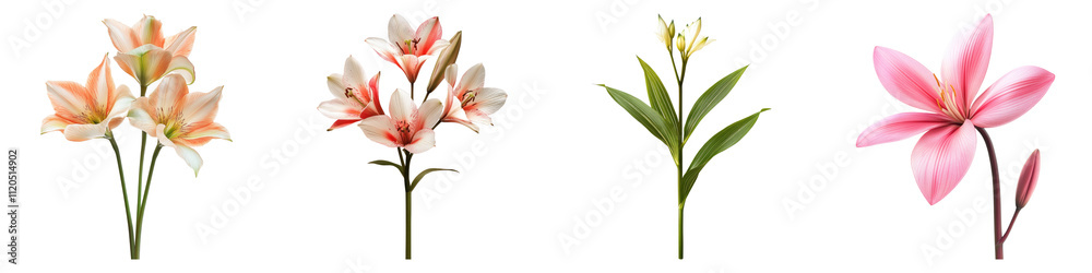 Sword lily isolated on transparent background, Set of Sword lily isolated on transparent background, Set of