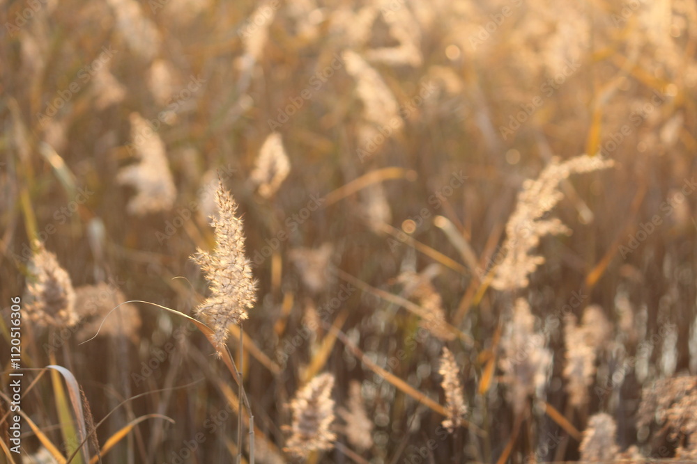 Fototapeta premium Image of reeds blooming at Dadaepo Beach in Busan