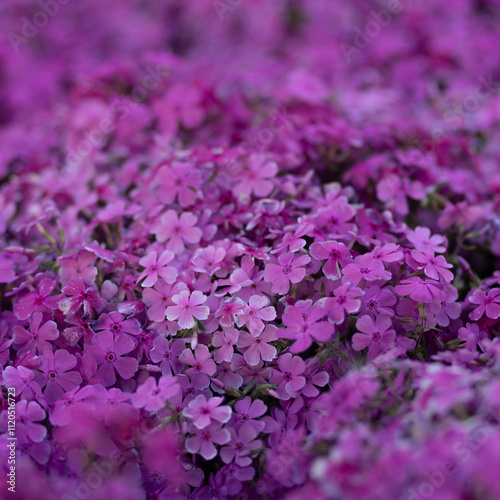 Pink Garden Phlox