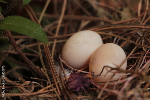 Two eggs in the bushes. Cuckoo egg. Two eggs in the bird nest. photo