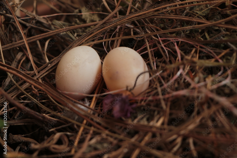 Two eggs in the bushes. Cuckoo egg. Two eggs in the bird nest. Two eggs in the bushes. Cuckoo egg. Two eggs in the bird nest.