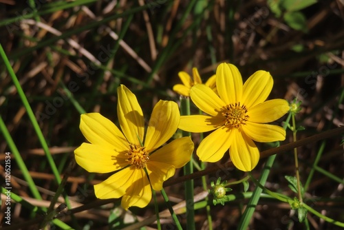 Fototapeta Naklejka Na Ścianę i Meble -  Beautiful yellow flowers of Bidens aristosa in Florida nature, closeup