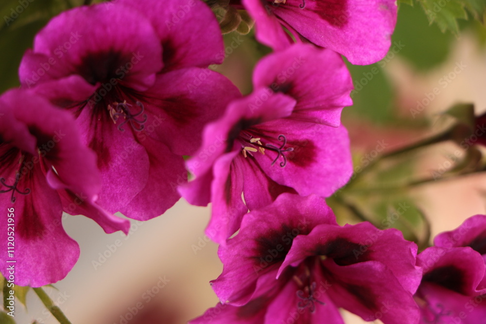 Fototapeta premium Pelargonium or “Pelargonium Grandiflorum” flower. Close up Pink Regal pelargonium. Grandiflora royal pelargonium cultivar Burghi plant. beautiful large purple-violet flowers.