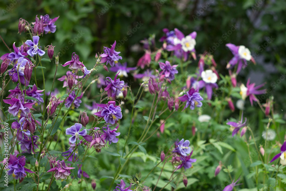Blooms of various species Purple flowers with white center, Columbine (Aquilegia vulgaris, Orlyk) in spring. Garden plants