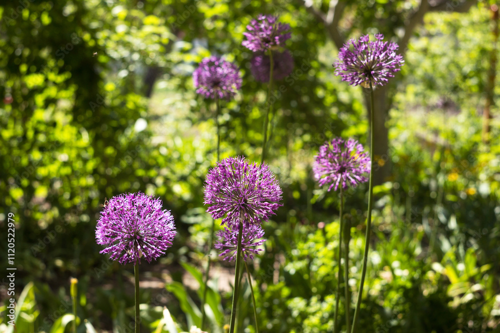 Allium Gladiator - spring purple flower in the form of a sphere. Floral background Allium Gladiator - spring purple flower in the form of a sphere. Floral background