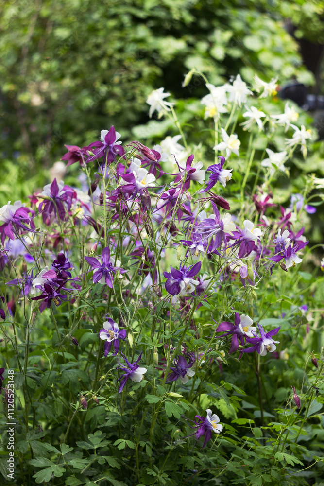 Flowering Purple flowers with a white center, Columbine (Aquilegia vulgaris, Orlyk) in spring. Garden plants Flowering Purple flowers with a white center, Columbine (Aquilegia vulgaris, Orlyk) in spring. Garden plants