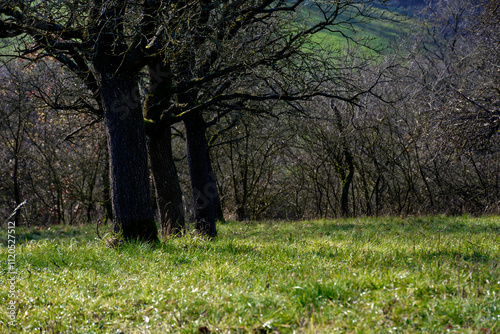 cold winter sunny morning in Bovaria