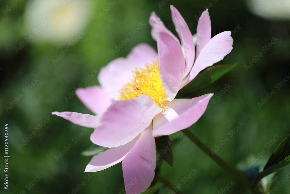 Fototapeta premium pink and yellow flower