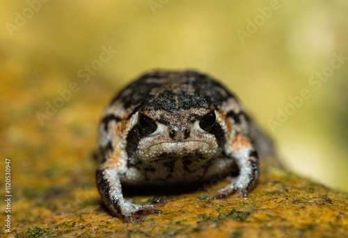 A cute Rose's rain frog (Breviceps rosei), also known as Rose's short-headed frog or the sand rain frog, on a rainy afternoon in the wild photo