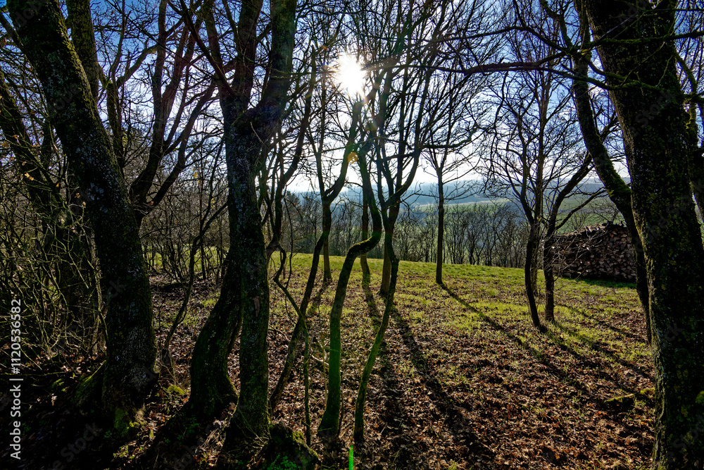 Fototapeta premium cold winter sunny morning in Bovaria