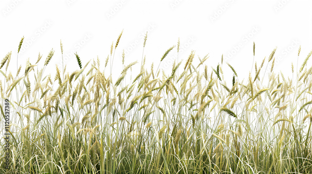 False oat-grass with a white background, 3D rendering. False oat-grass with a white background, 3D rendering.