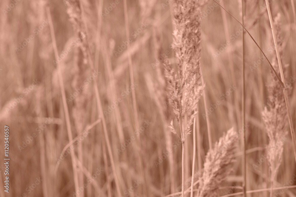 Fototapeta premium Mocha Mousse grasses with spikelets of beige color close-up. Abstract natural background of soft plants monochrome color 2025.