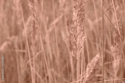 Mocha Mousse grasses with spikelets of beige color close-up. Abstract natural background of soft plants monochrome color 2025. photo