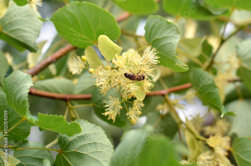 Honey bee collecting nectar on linden blossoms. Close-up of linden blossoms on a summer day.