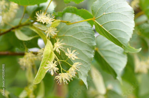 Close-up of linden inflorescence. Honey and medicinal plant.