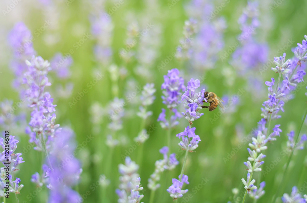 Obraz premium Honey bee collecting nectar on lavender flowers. Close-up of lavender flowers on a summer day.