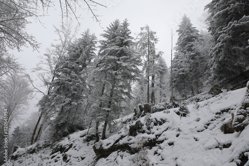 A winter landscape in Haut de Caux near Montreux, Switzerland photo