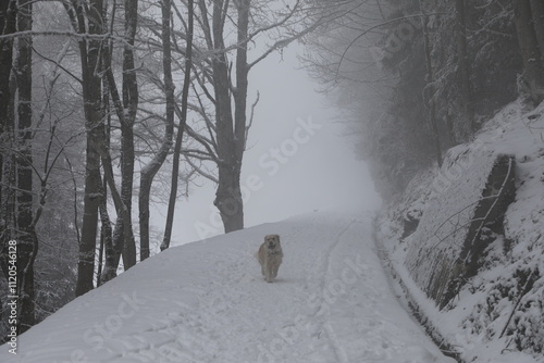 A winter landscape in Haut de Caux near Montreux, Switzerland photo