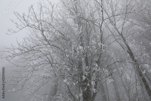 A winter landscape in Haut de Caux near Montreux, Switzerland photo