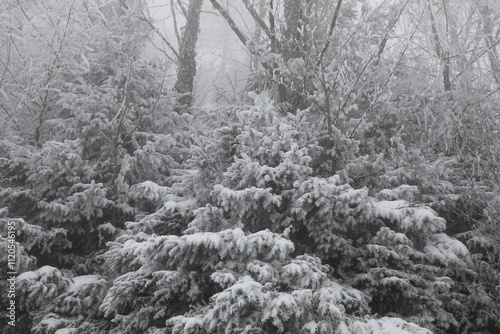 A winter landscape in Haut de Caux near Montreux, Switzerland photo