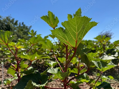 Okra plant in the garden. Close-up of fresh green leaves with lady's fingers veins. Latin name Abelmoschus esculentus. Okra vegetable flowers in summer organic garden. Live okra plant. Mallow family.
 photo