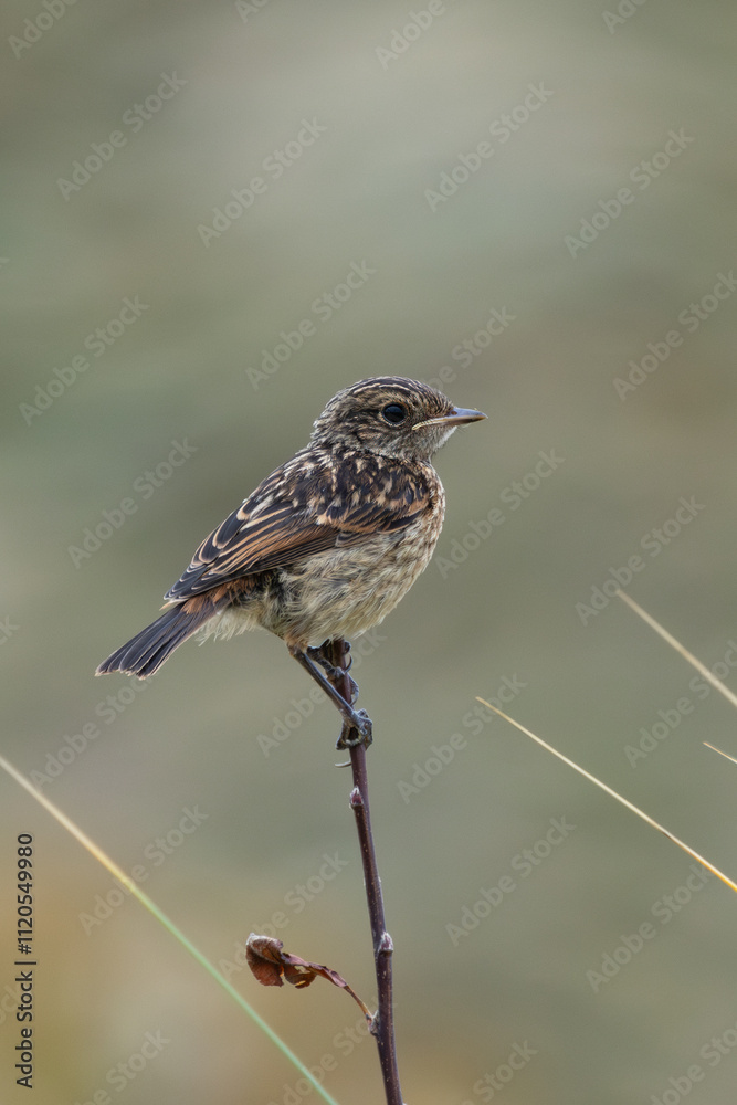 Stonechat (Saxicola rubicola), Found in Open Grasslands and Coastal Areas Across Europe Stonechat (Saxicola rubicola), Found in Open Grasslands and Coastal Areas Across Europe