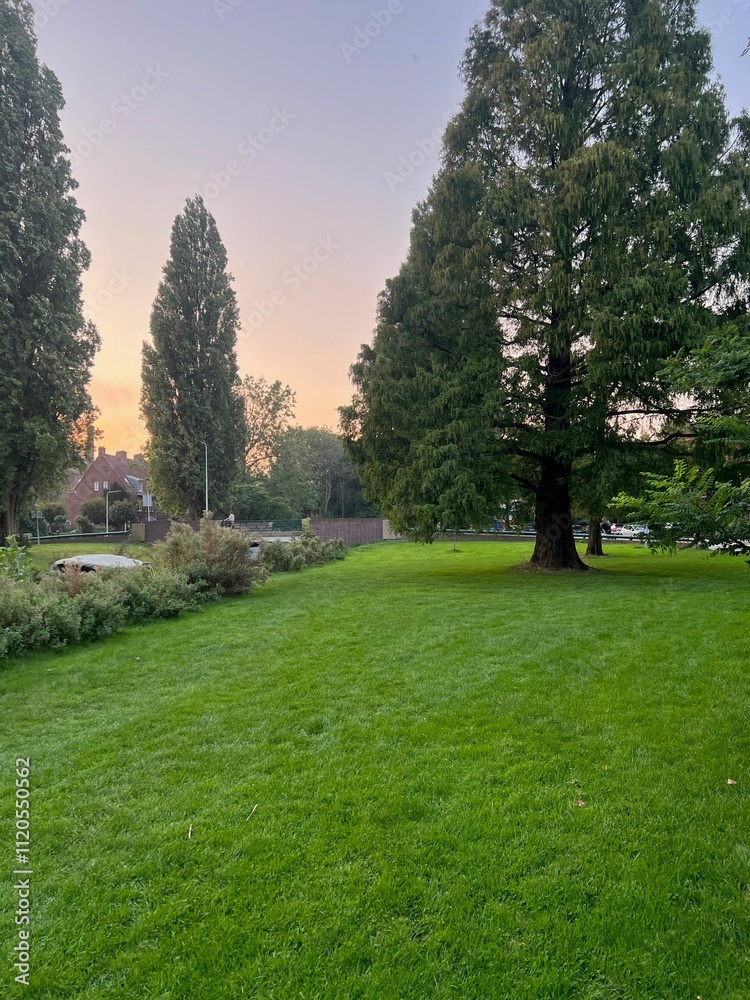 Obraz premium View of beautiful trees in park on sunset