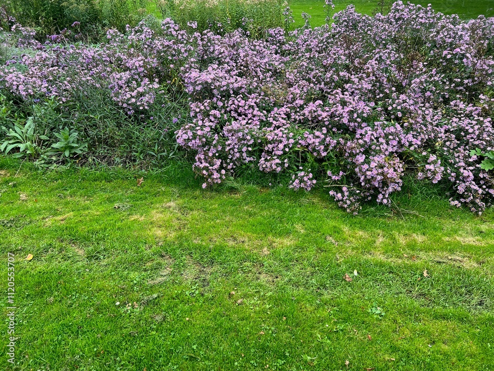 Obraz premium Beautiful violet flowers and green grass growing outdoors