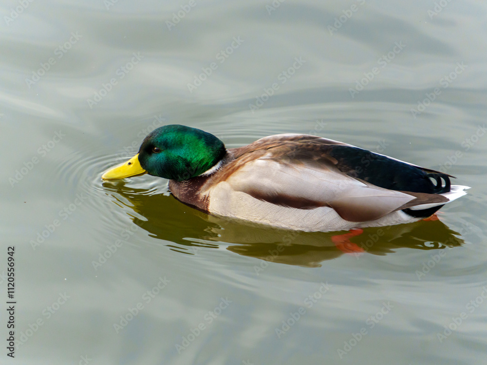 A mallard duck glides smoothly across the serene surface of the pond, its vibrant green head contrasting beautifully with the water. Ripples form around as it swims silently.