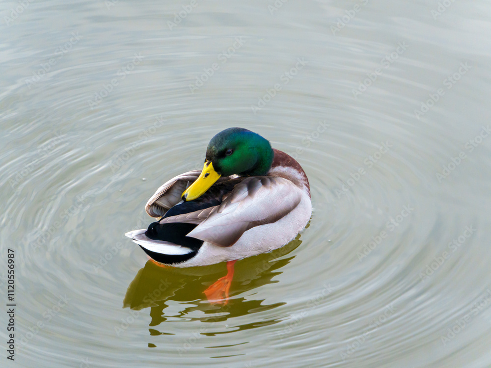 A male mallard duck rests on the surface of a tranquil pond. Its vibrant green head contrasts with the soft ripples surrounding it, capturing the peacefulness of outdoor nature. A male mallard duck rests on the surface of a tranquil pond. Its vibrant green head contrasts with the soft ripples surrounding it, capturing the peacefulness of outdoor nature.