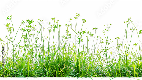 Fresh spring green Common quaking grass panorama isolated on a white background, top view.