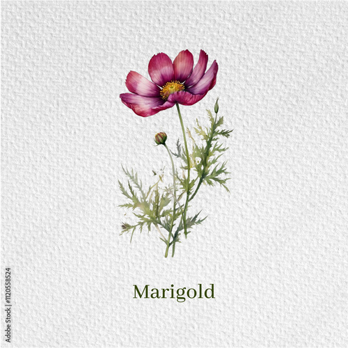 watercolor flower, decoration, decor, flower of the month of birth, set of flowers, flower of the month of the year