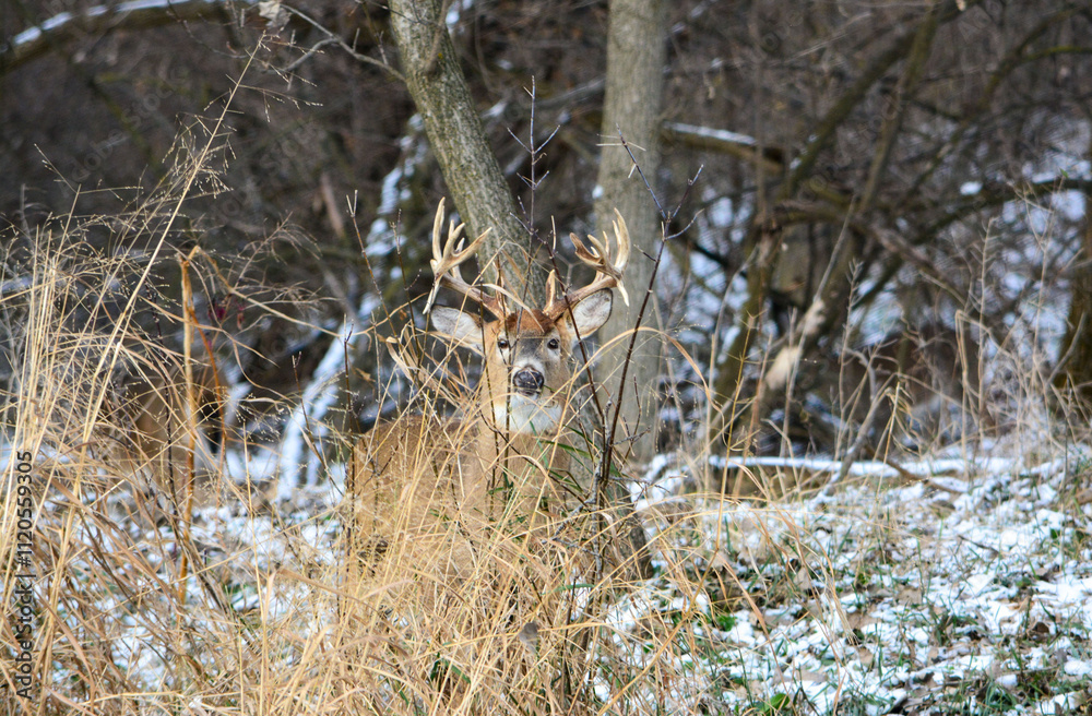 14 Point Michigan Buck and his Does