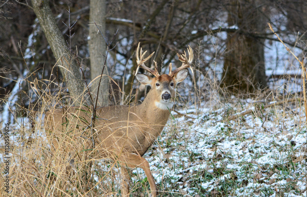 14 Point Michigan Buck and his Does
