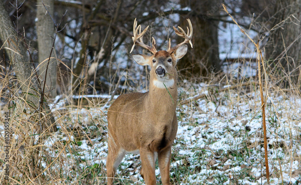 14 Point Michigan Buck and his Does