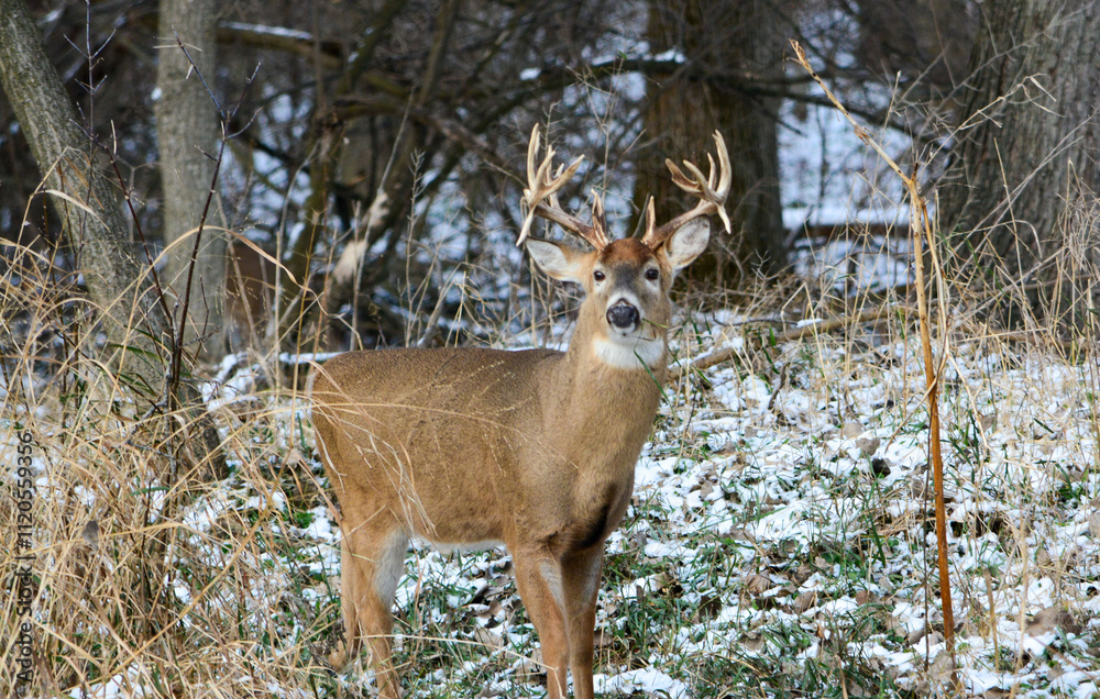 14 Point Michigan Buck and his Does