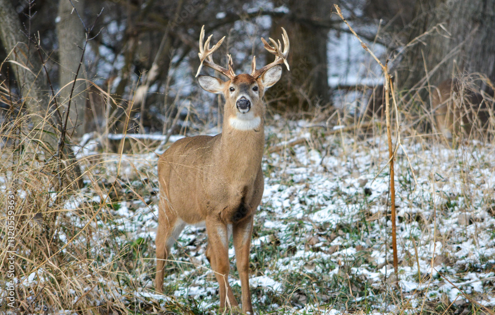 14 Point Michigan Buck and his Does