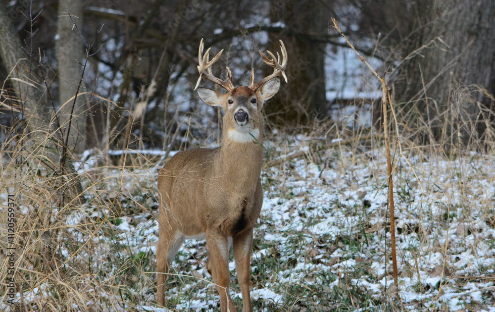 14 Point Michigan Buck and his Does