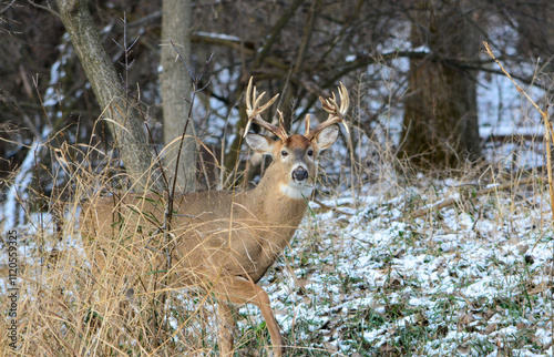 14 Point Michigan Buck and his Does