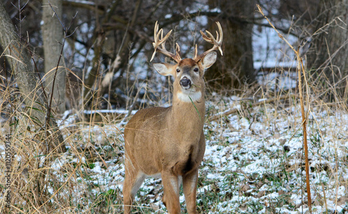 Obraz na płótnie 14 Point Michigan Buck and his Does w salonie